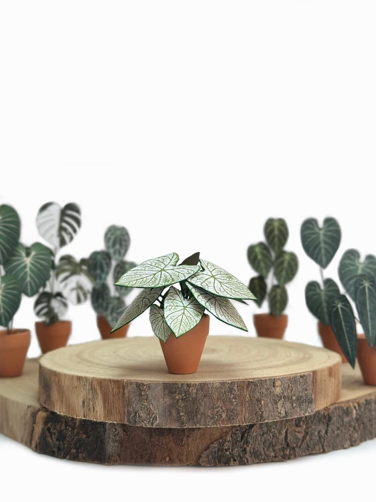 ‘Stayin Alive’ Miniature Caladium Angel Wings Paper Plant photo 3