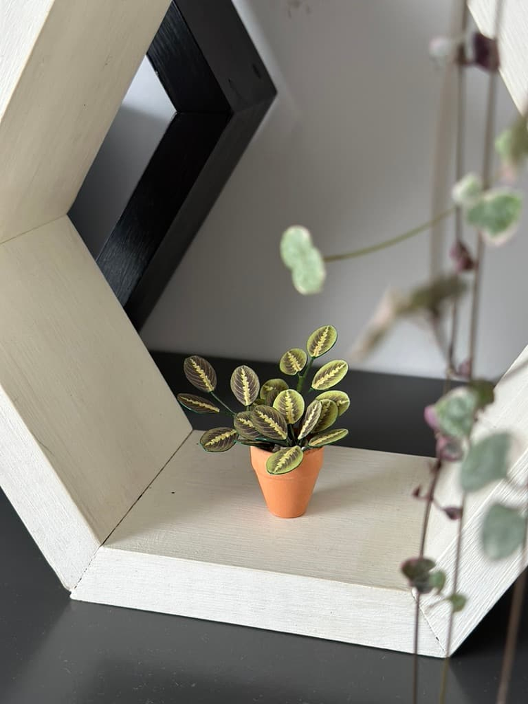 ‘Pray For Me’ Miniature Paper Prayer Plant photo 4