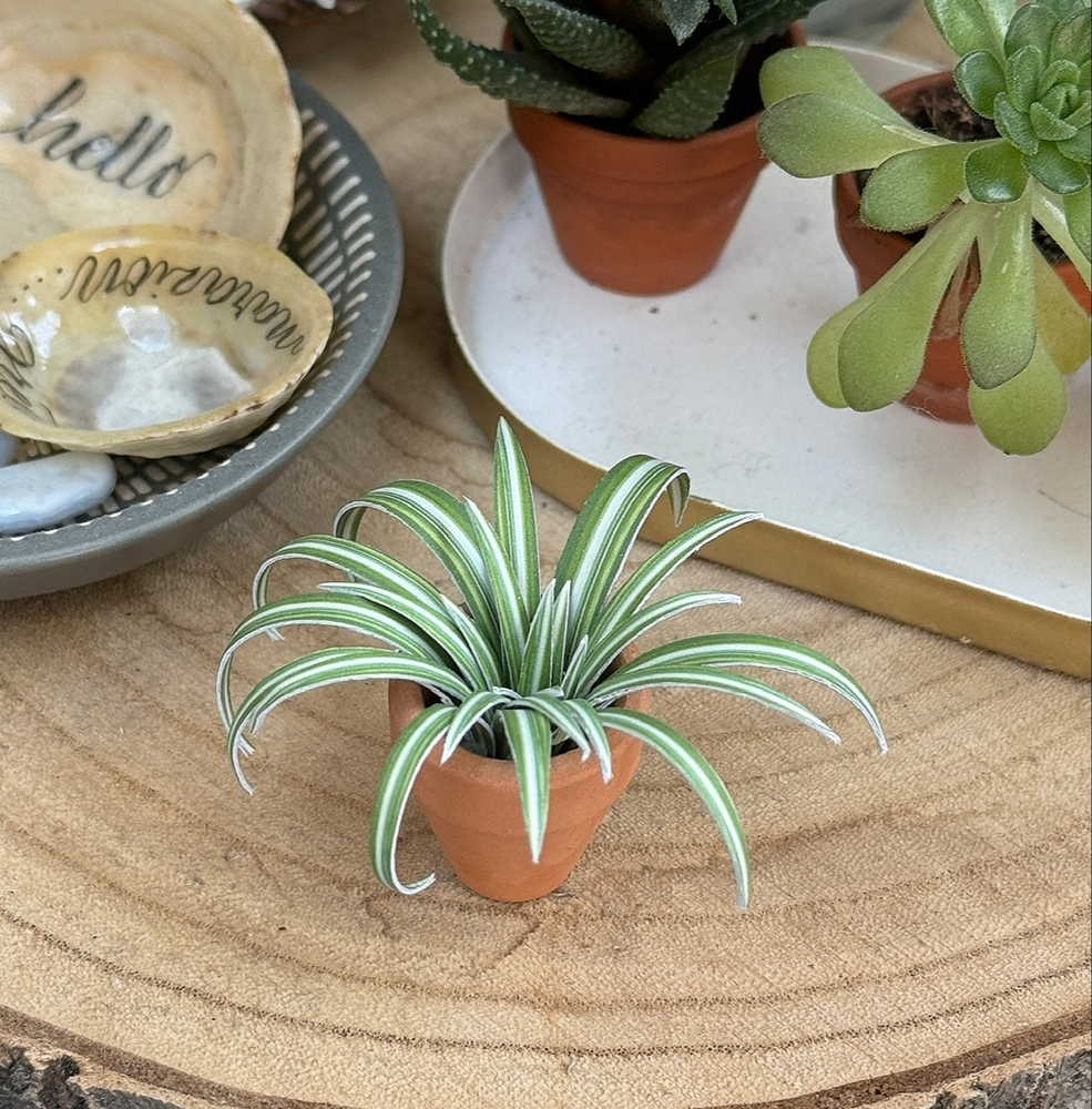 ‘I Wanna Leaf Forever’ Miniature Spider Plant photo 0