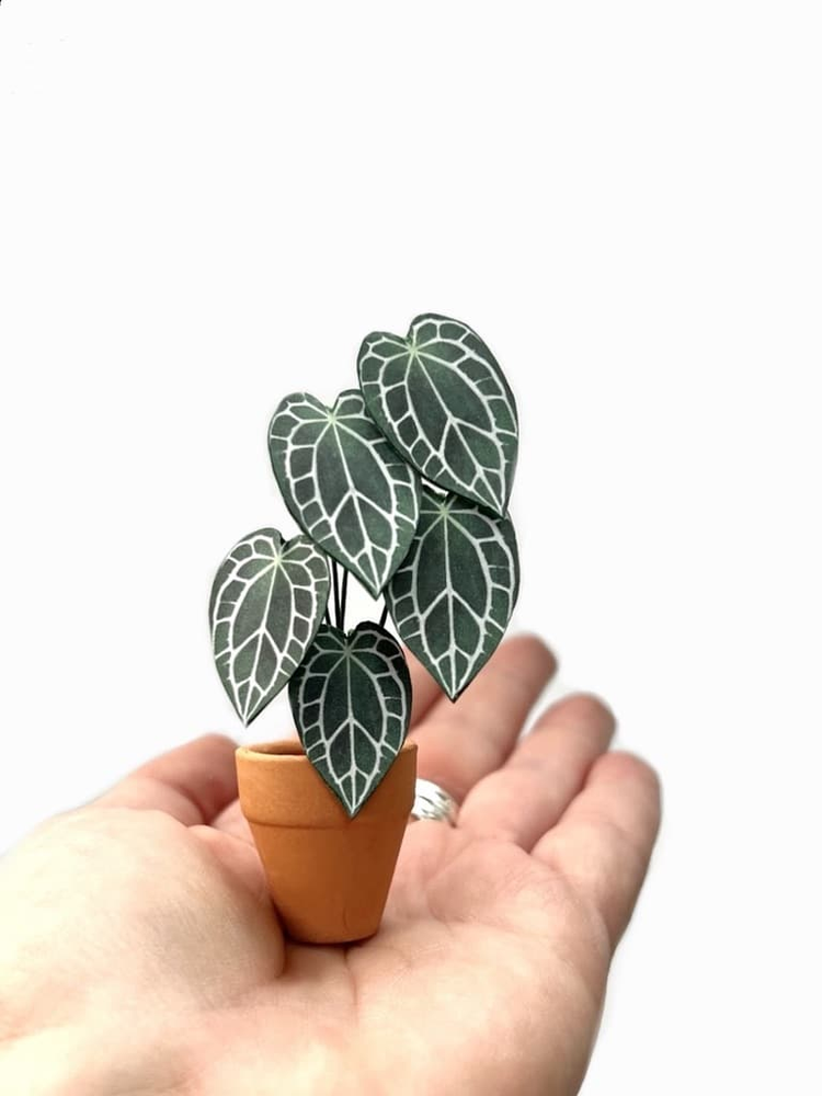 ‘Sexy And I Grow It’ Miniature Crystal Anthurium Paper Plant photo 1