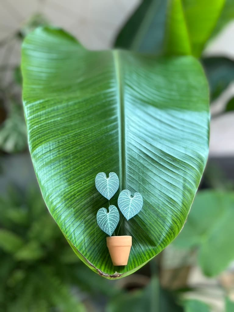 ‘Grow Your Own Way’ Miniature Anthurium Regale Paper Plant photo 0