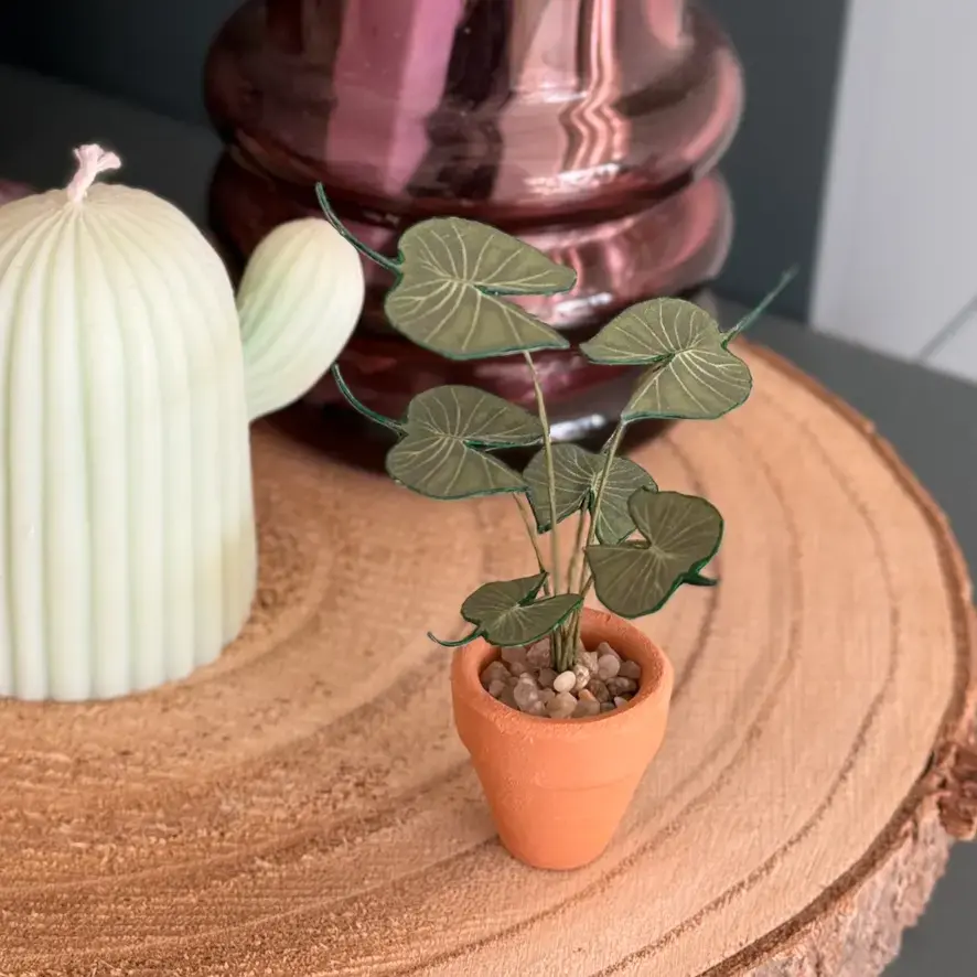 Alocasia Stingray