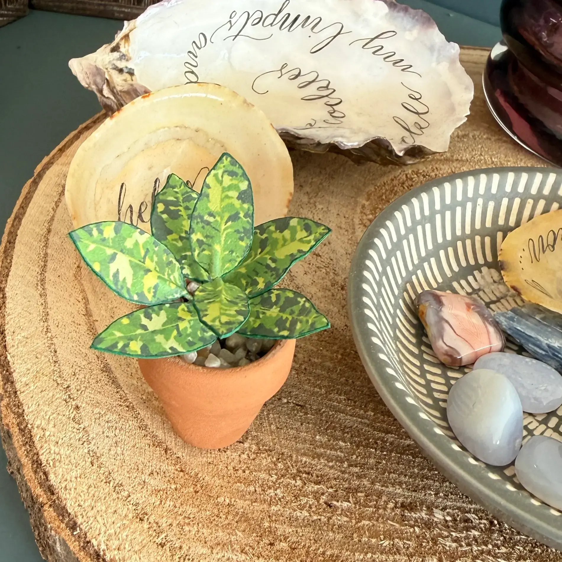 Aglaonema Pictum Tricolor