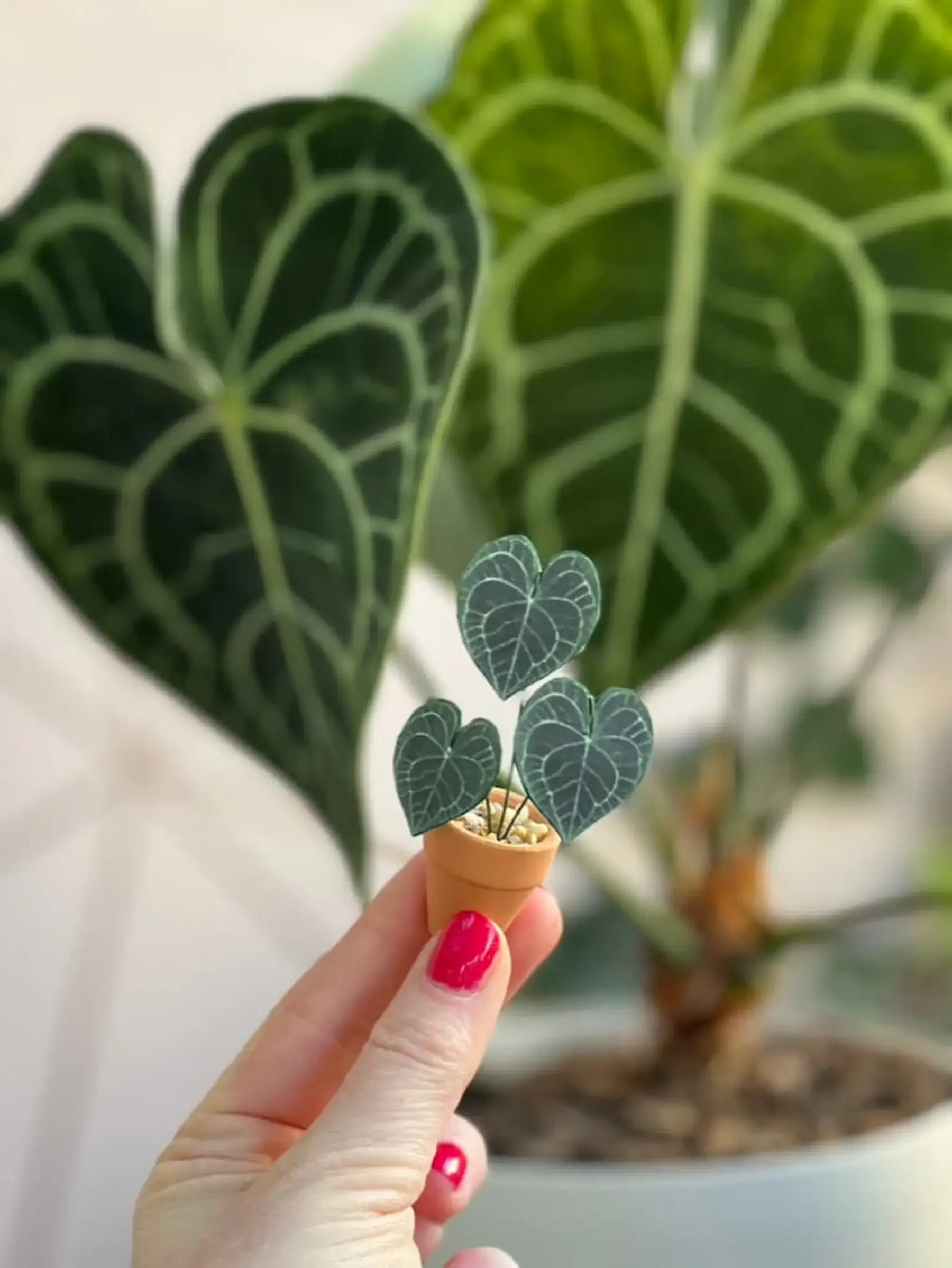 Miniature paper Anthurium clarinervium held in front of a real Anthurium plant