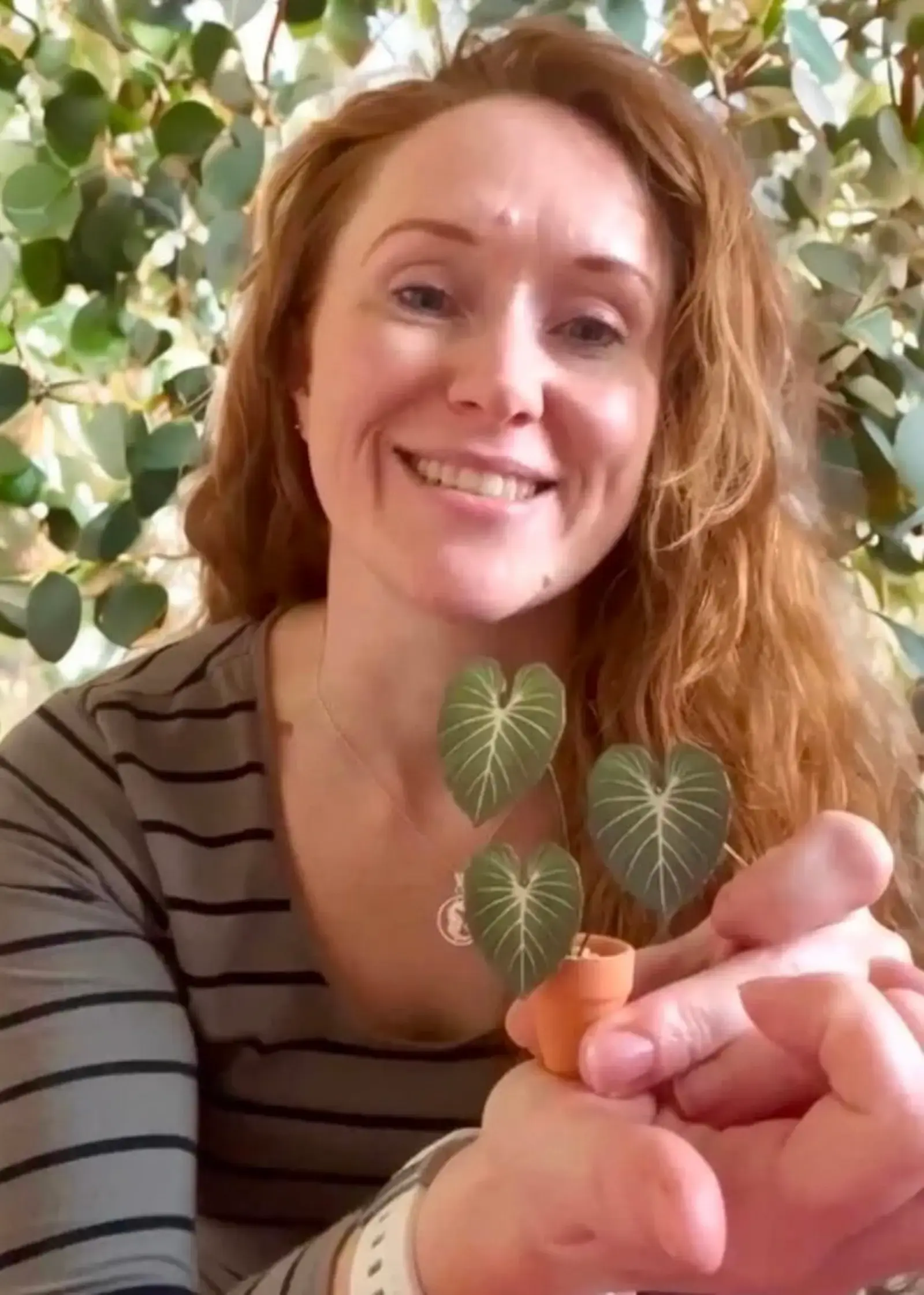 Customer holding a miniature paper Philodendron gloriosum in a terracotta pot