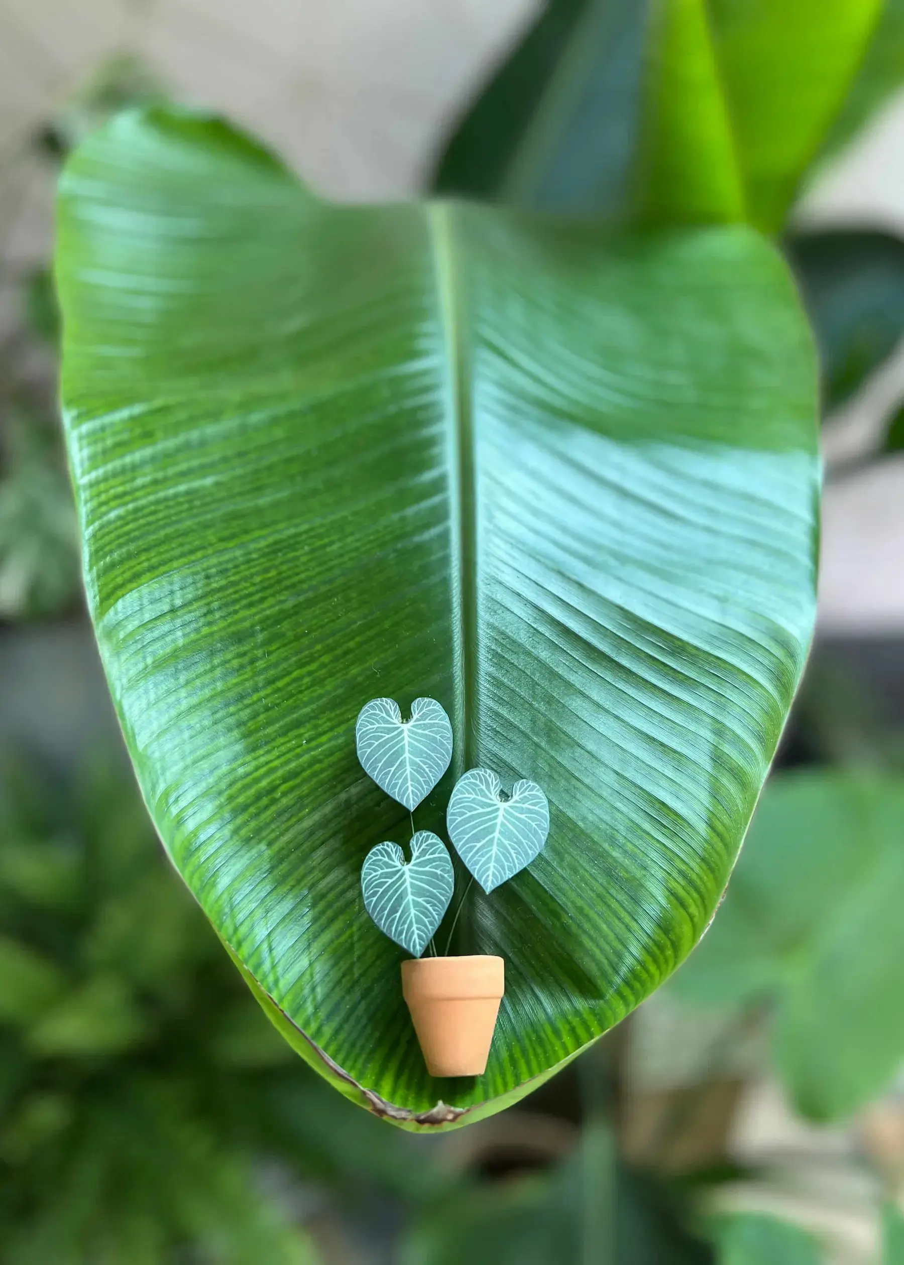 Miniature paper Anthurium regale in a terracotta pot on a bird of paradise leaf