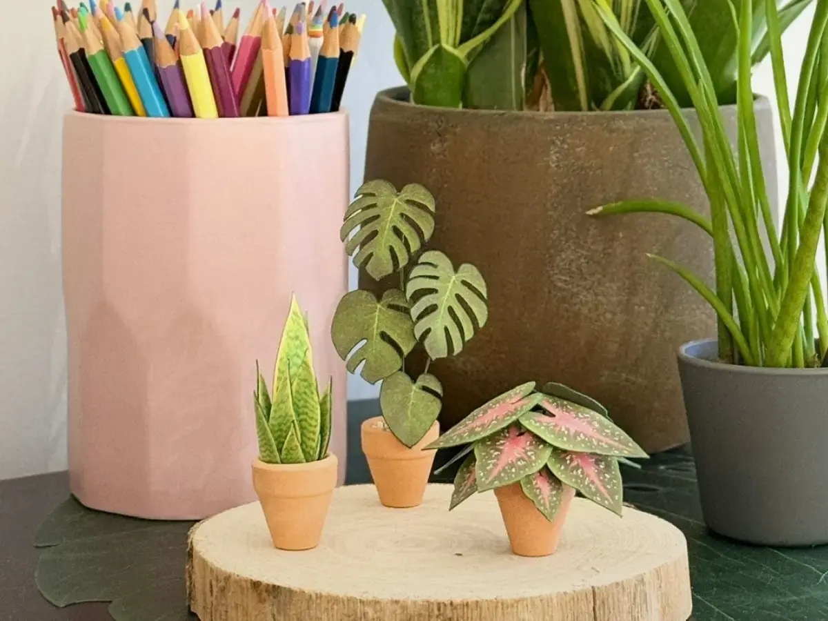 Nicole's Jungle 3-plant starter kit flat lay